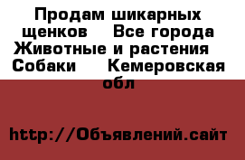 Продам шикарных щенков  - Все города Животные и растения » Собаки   . Кемеровская обл.